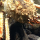 close up of crab